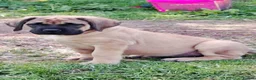 Mastiff dogs for sale: LAST BOY !! Mastiff puppies  - Advert 5