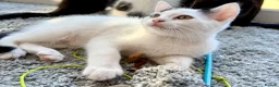 Mixed Breed cats for sale: 🐾 Four Gorgeous Kittens Loving Forever Homes - Advert 10