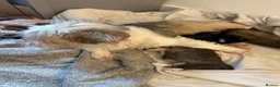 Lhasa Apso dogs for sale: 3 male Lhasa apso pups for sale - Advert 6