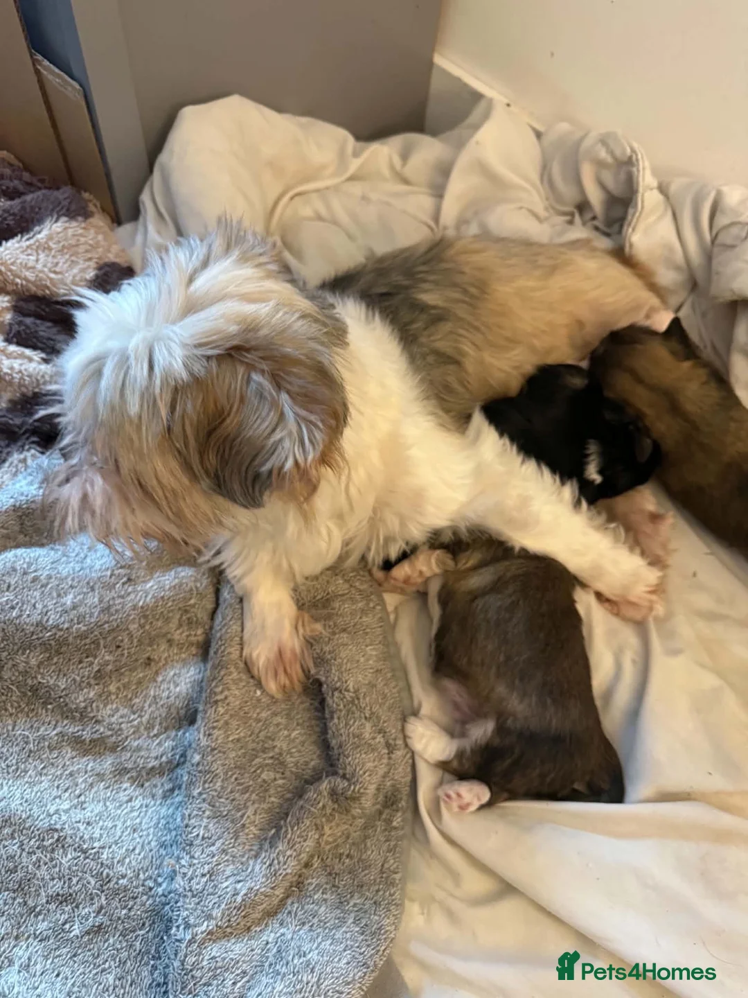 Lhasa Apso dogs for sale: 3 male Lhasa apso pups for sale - Advert 6