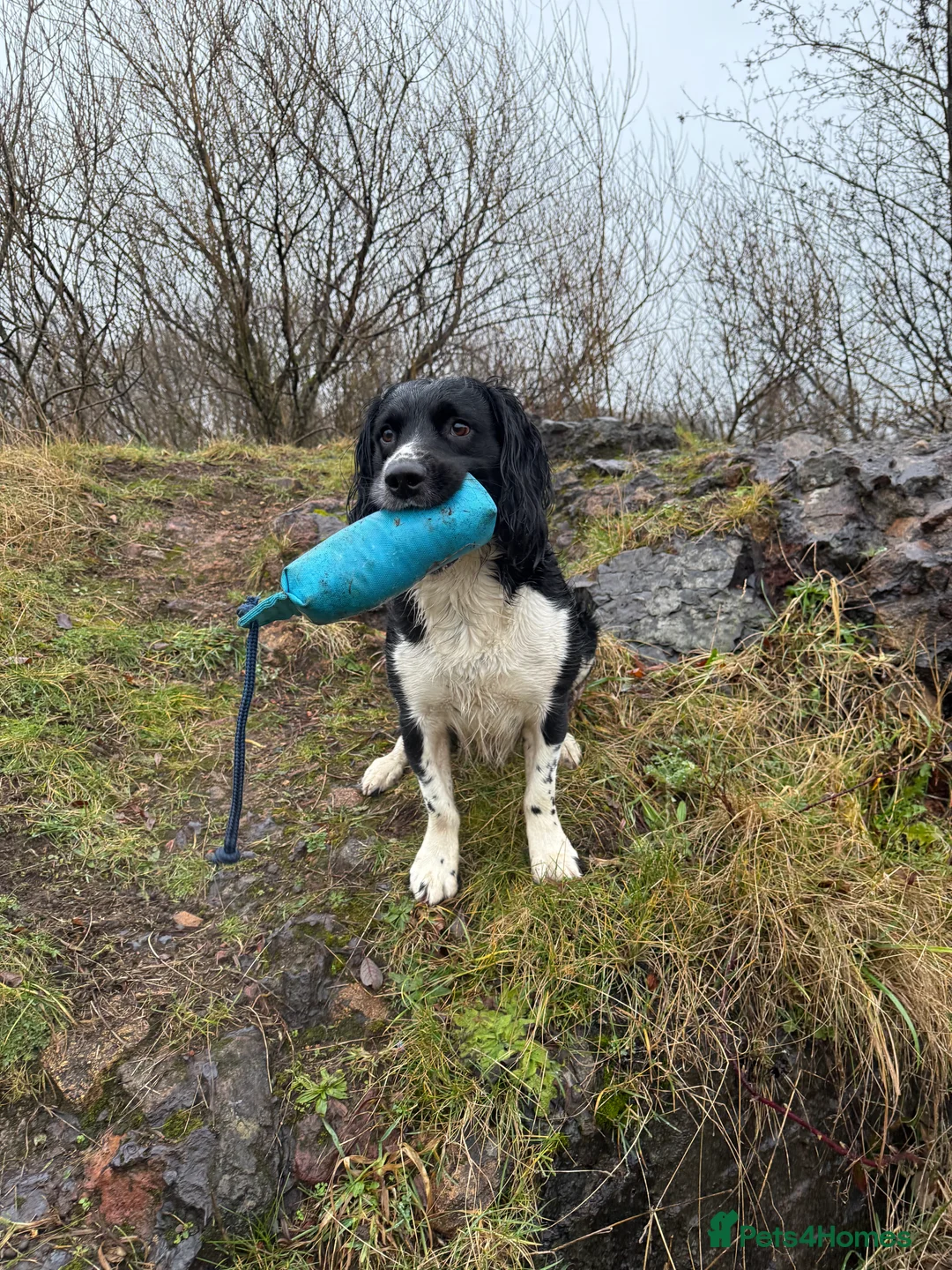 English Springer Spaniel dogs for stud: Stunning KC Stud, Proven, Health and DNA Tested. in Wigan - Advert 5
