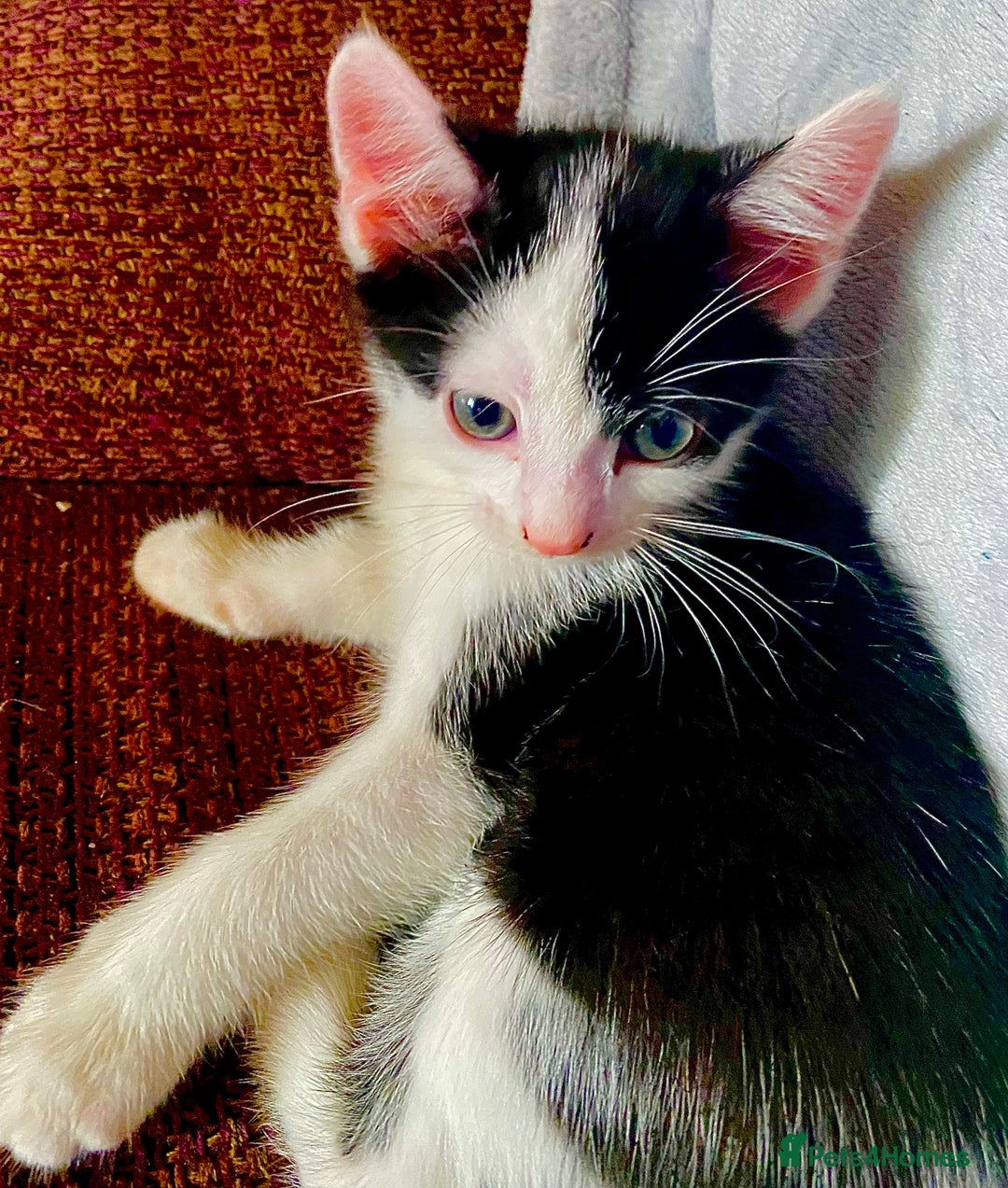 British Shorthair cats for sale: AVAILABLE 2 Beautifulbou kittens identical twins  - Image 29