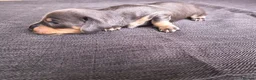 Miniature Dachshund dogs for sale: Miniature Dachshund pups  - Advert 4