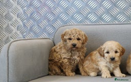 Cavapoochon dogs for sale: Cavapoochon puppies for sale - Advert 12