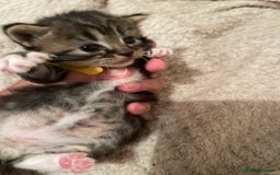 British Shorthair cats for sale: Gorgeous kittens - Image 21