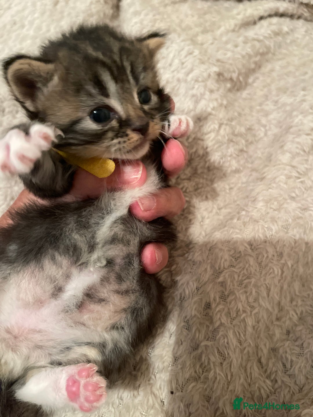 British Shorthair cats for sale: Gorgeous kittens - Image 21