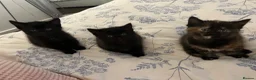 Siamese cats for sale: Siamese mixed kittens  - Advert 7