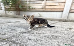 Domestic Shorthair cats for sale: Kittens ready for Their forever home 🐾  - Image 1