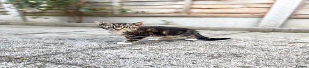 Domestic Shorthair Kitten 1