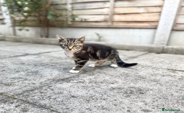 Domestic Shorthair cats - Advert 12