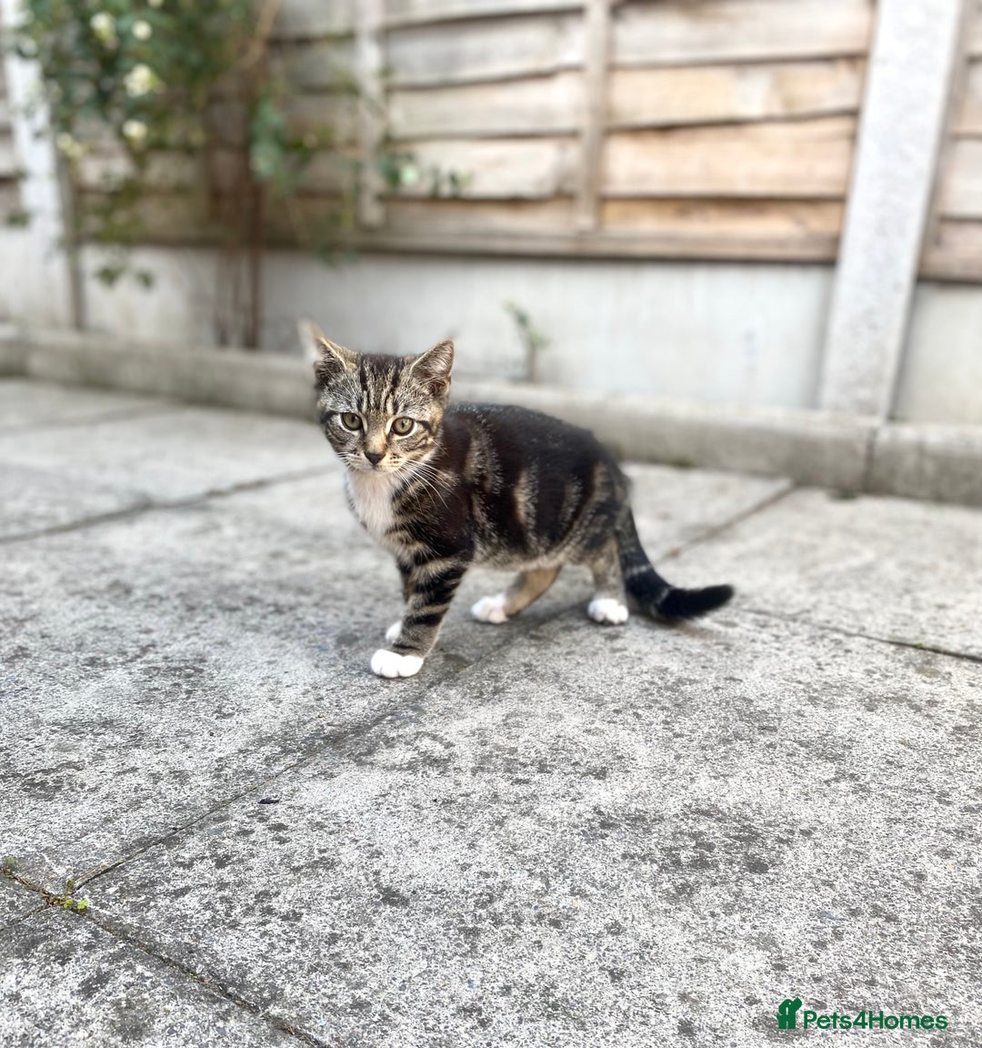 Domestic Shorthair cats for sale: Kittens ready for Their forever home 🐾  - Image 1