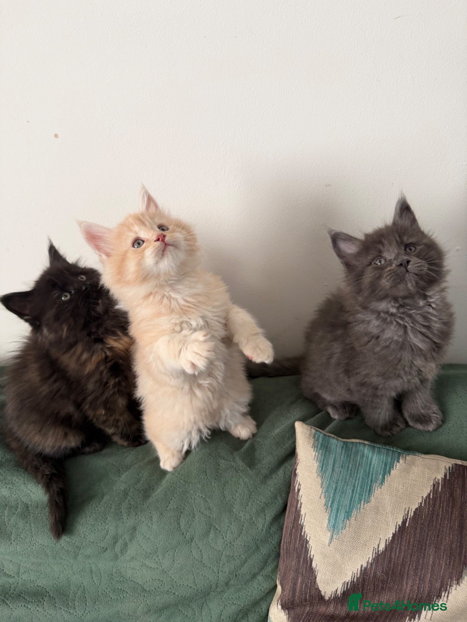 Maine Coon cats Stunning Maine Coon Kittens - Advert 1