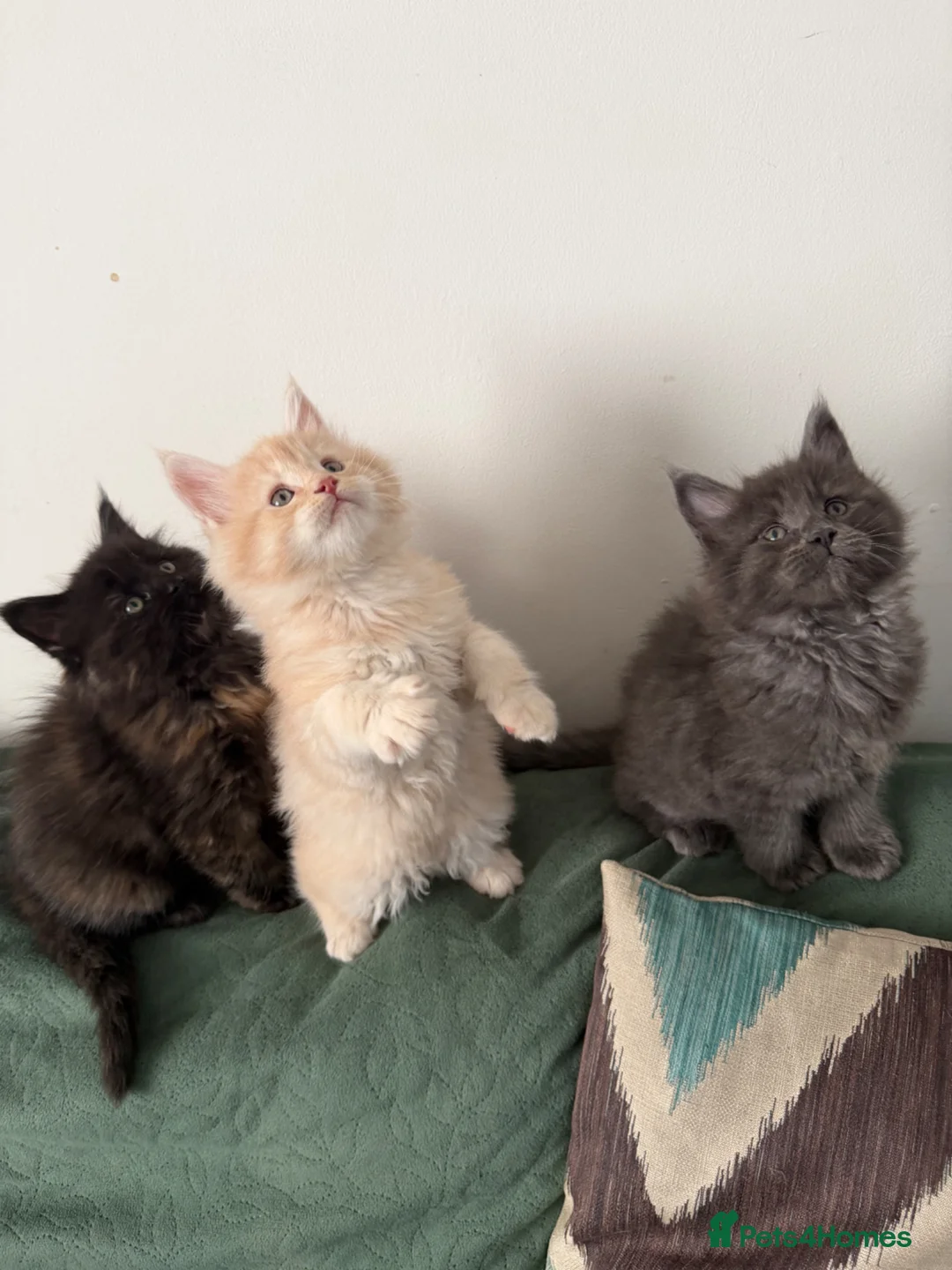Maine Coon cats for sale: Stunning Maine Coon Kittens - Advert 1