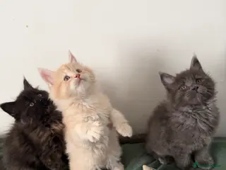 Maine Coon cats Stunning Maine Coon Kittens - Advert 2