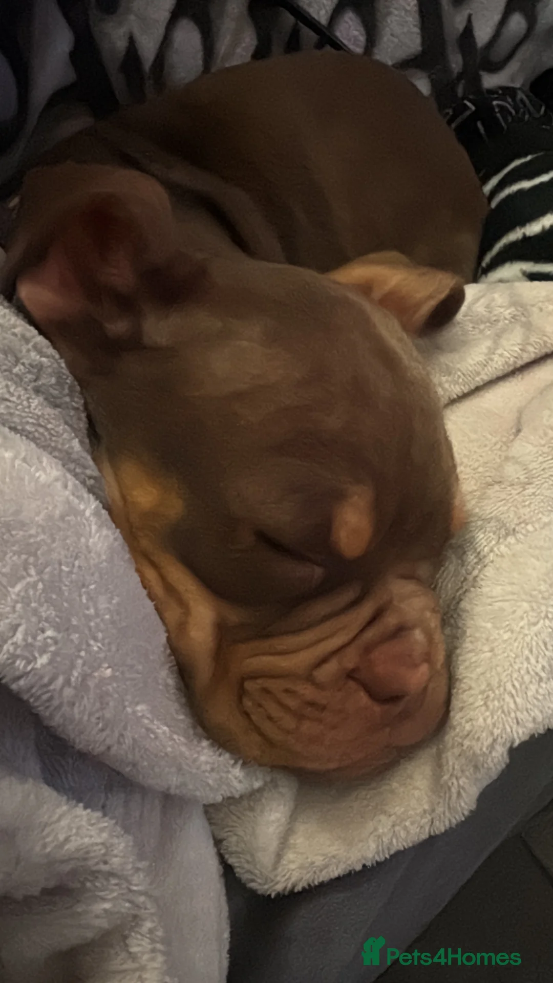 English Bulldog dogs for sale: Female English Bulldog  - Advert 1