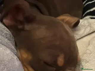 English Bulldog dogs Female English Bulldog - Advert 1