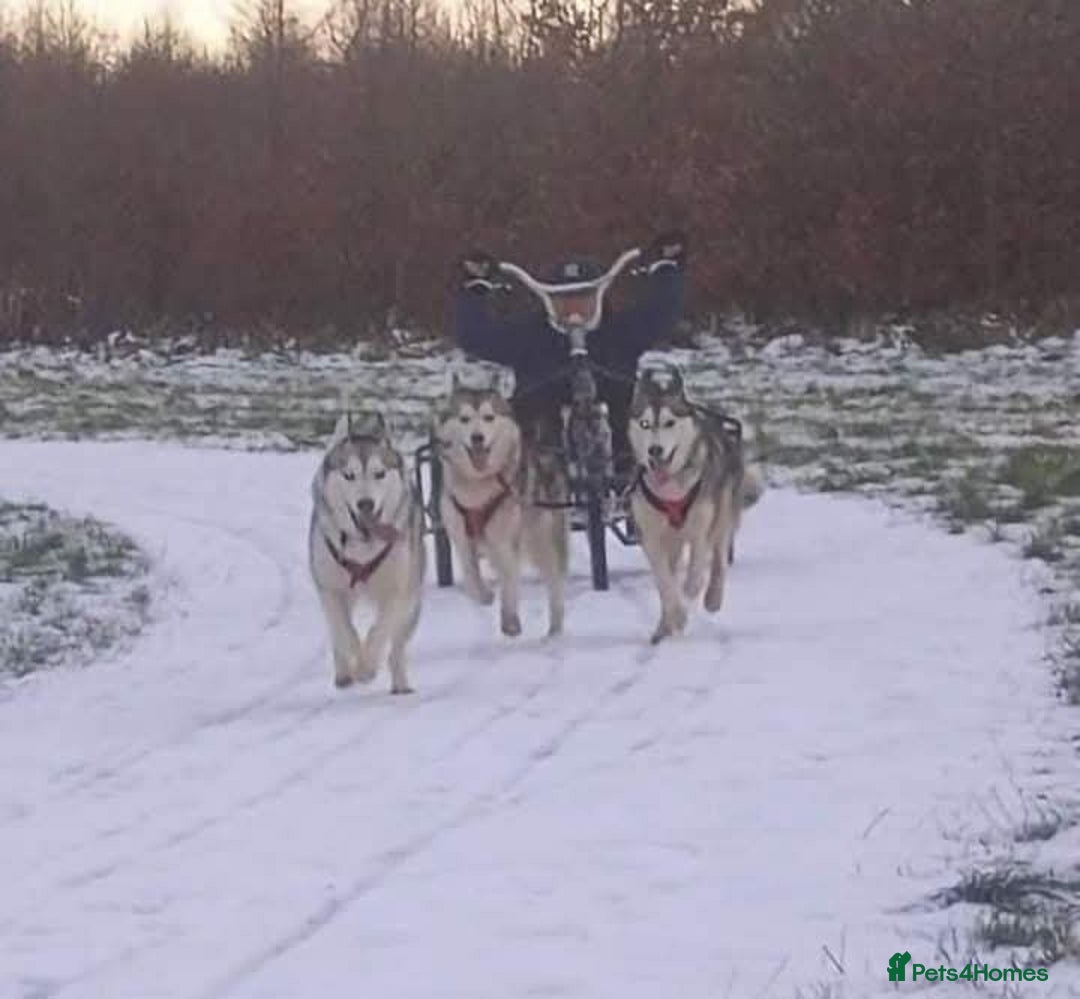 Siberian Husky dogs for sale:  KC REGISTERED PUPS:  5* on pets4homes - Advert 14