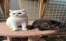 British Shorthair cats for sale: British Shorthair kittens - Image 17