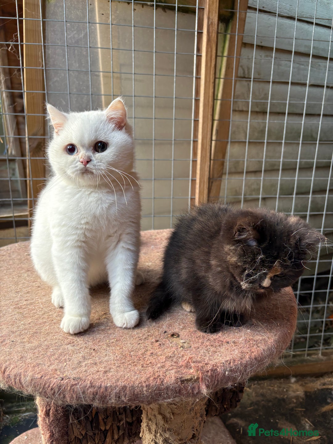British Shorthair cats for sale: British Shorthair kittens - Image 17
