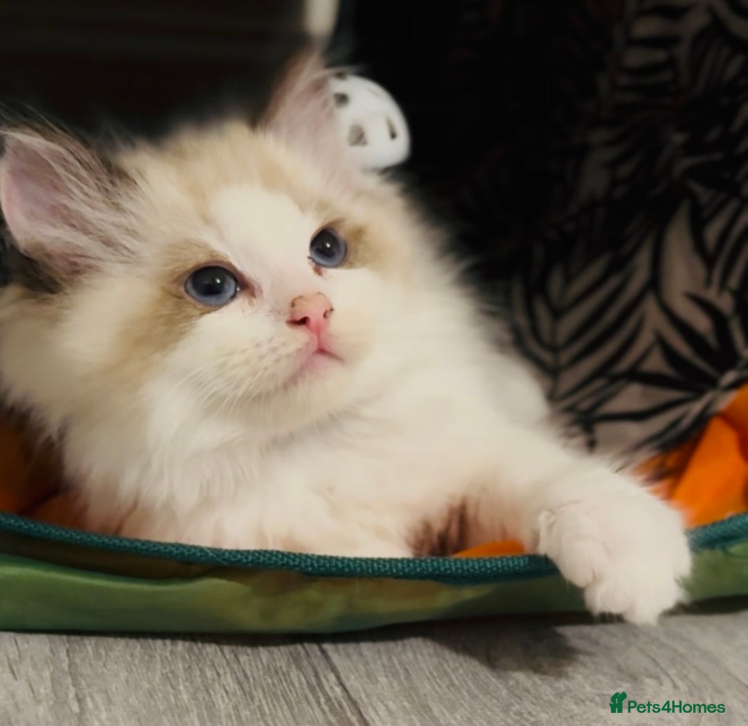 Ragdoll cats for sale: 💙🐾Tica full Pedigree🐾EU Ragdoll 🐱🐾DNA Clear - Image 8