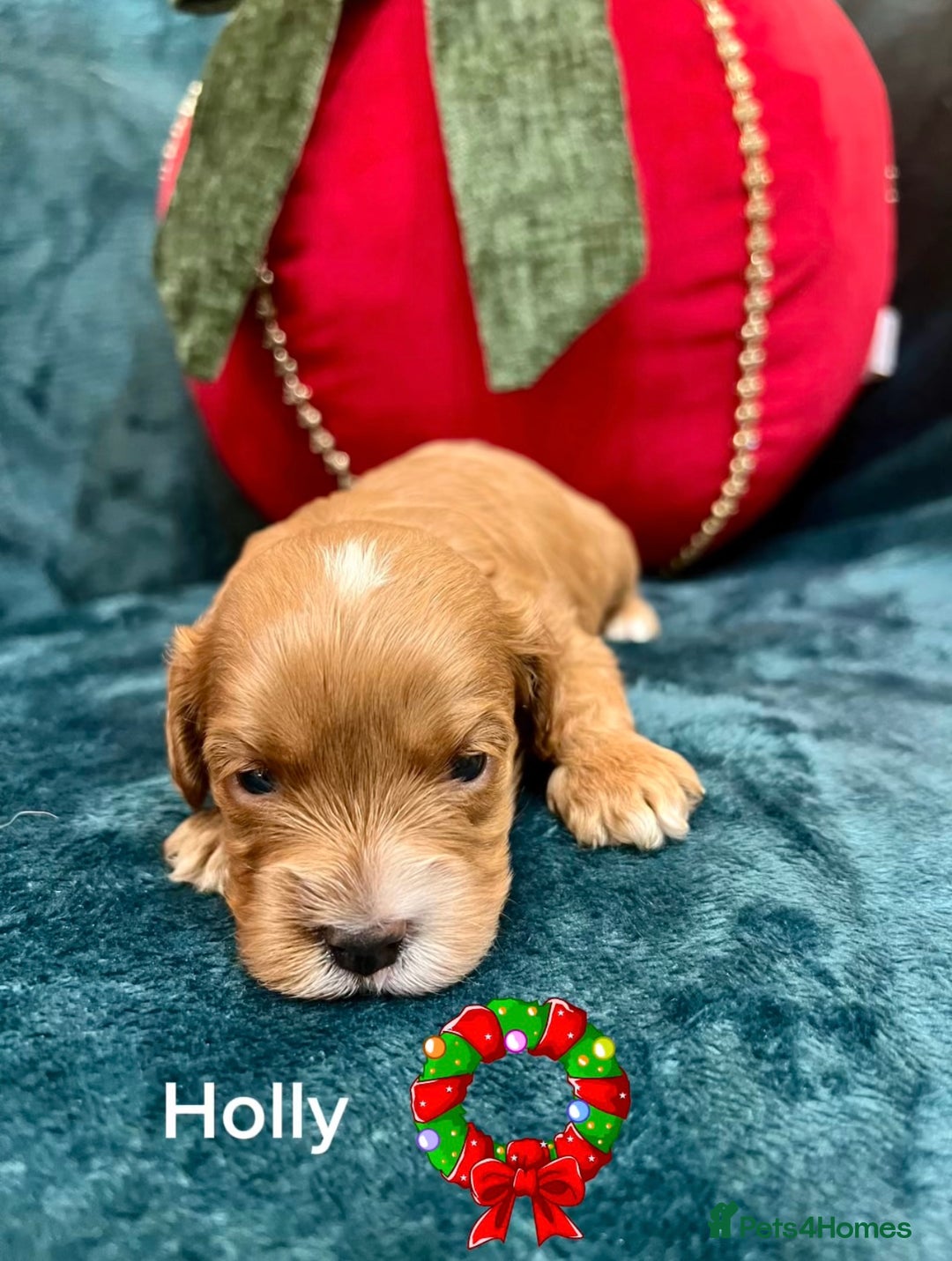 Cavapoo dogs for sale: ✨Beautiful Toy Cavapoo Puppies KC Reg parents✨ - Advert 13