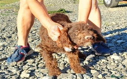 Lagotto Romagnolo dogs for adoption: DOMINO, a superb Lagotto Boy - for a Loving Home in Nottingham - Image 6