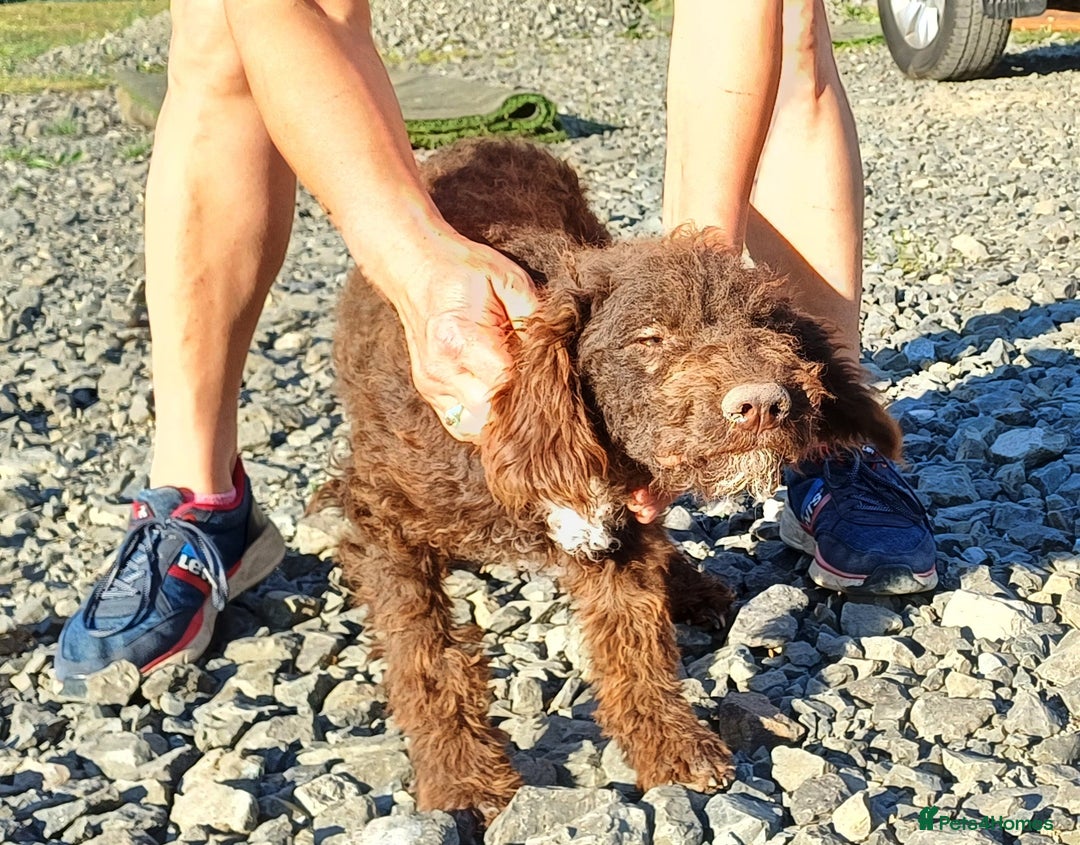 Lagotto Romagnolo dogs for adoption: DOMINO, a superb Lagotto Boy - for a Loving Home in Nottingham - Image 6