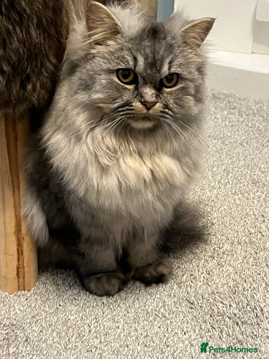 Scottish Fold cats for sale: Female Scottish fold - Image 6