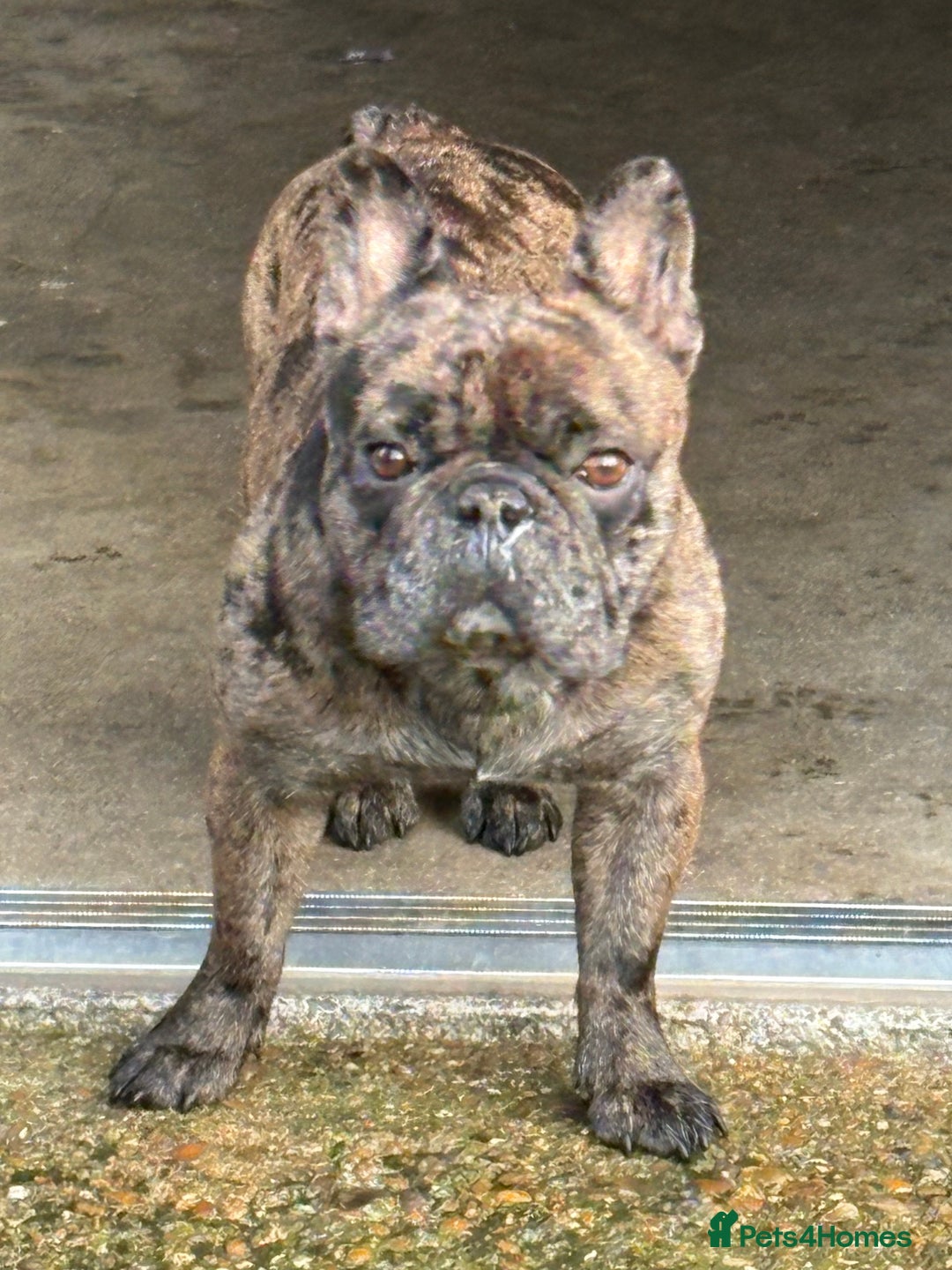 French Bulldog dogs for sale: 7 Stunning French Bulldogs  - Advert 3