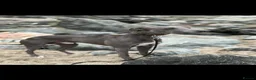 Whippet dogs for sale: Exquisite litter of whippet puppies  in Ormskirk - Advert 28