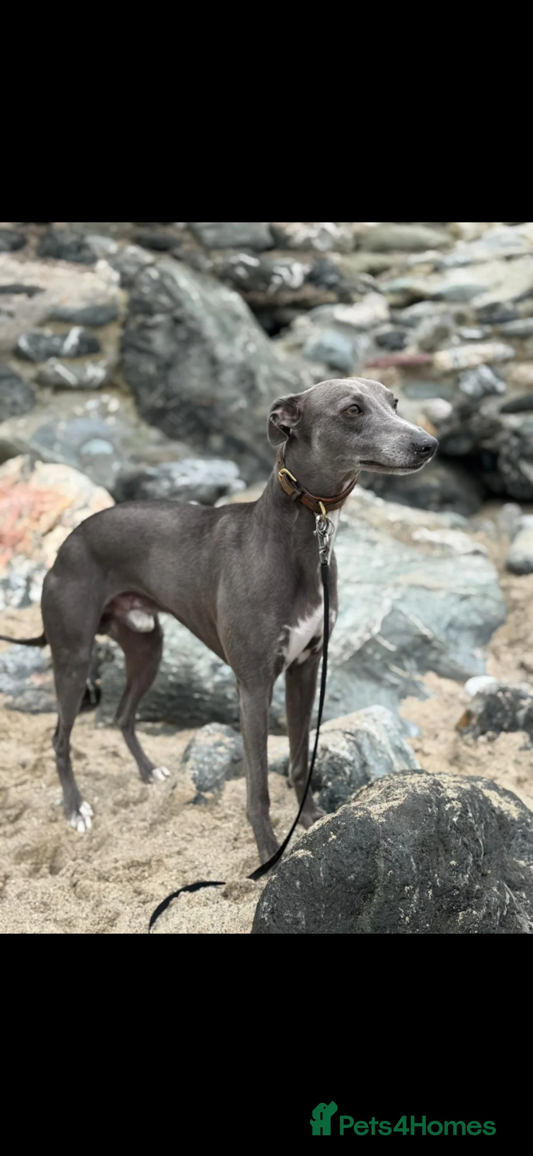 Whippet dogs for sale: Exquisite litter of whippet puppies  in Ormskirk - Advert 28