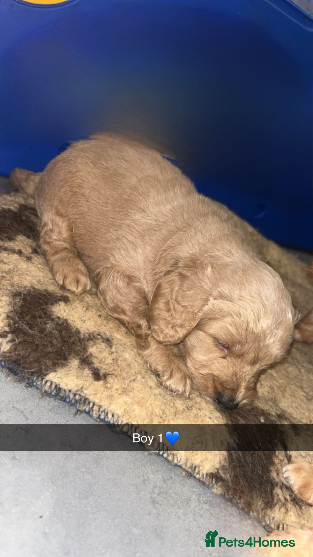 Cockapoo dogs for sale: Cockapoo puppies - Image 3