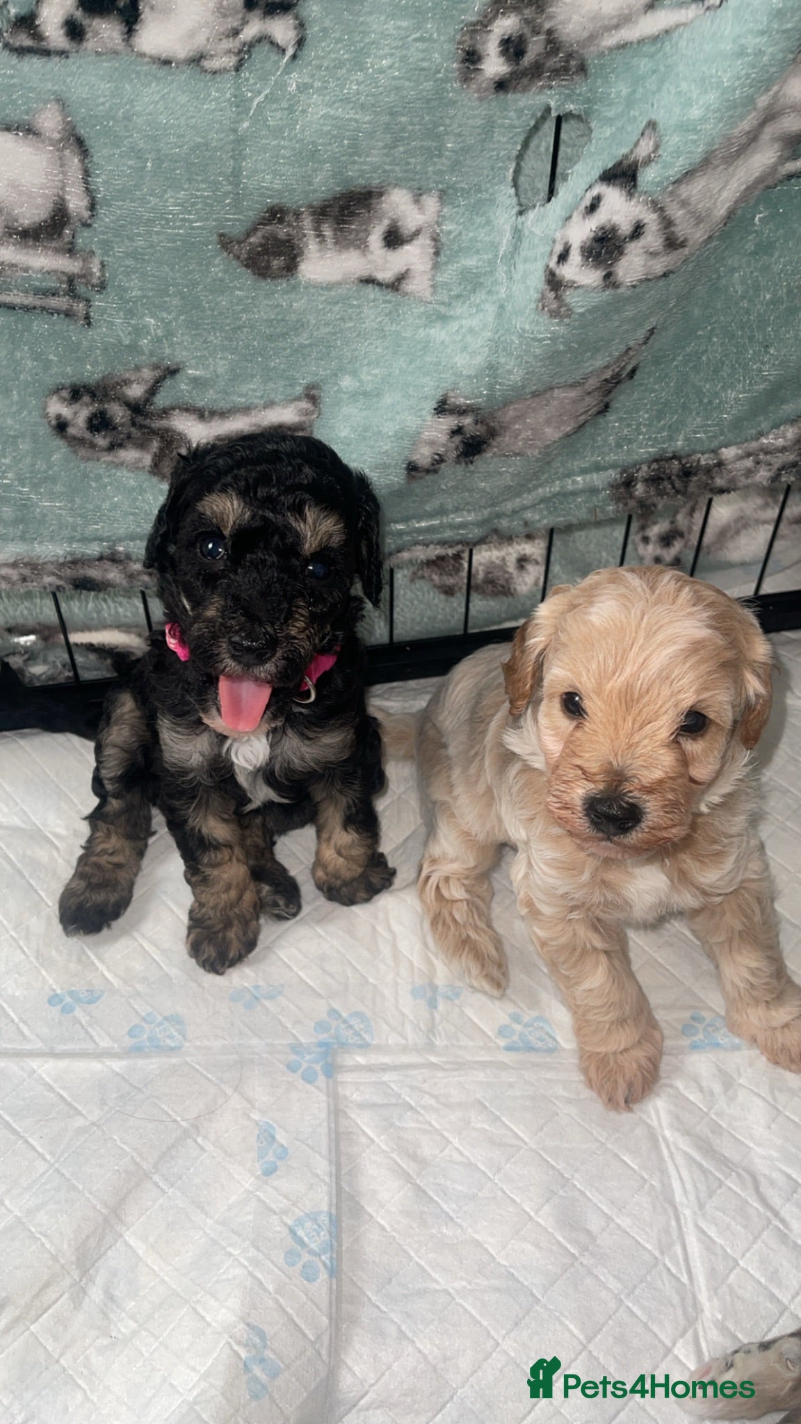 Mixed Breed dogs Beautiful Cavapoochon x cockapoo Puppies  - Advert 2