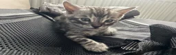 Bengal cats for sale: Exceptional bengal babies 🐆💎❤️ - Advert 4