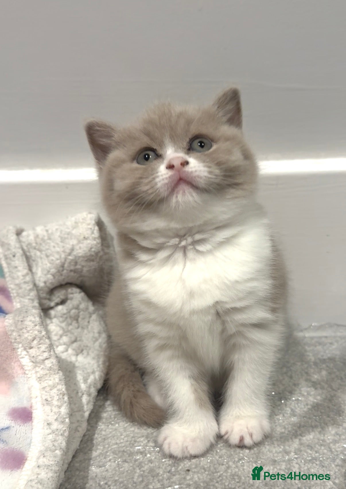 British Shorthair cats 💕Fawn Bi colour GCCF Registered Female💕  - Advert 14