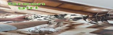 Dalmatian Puppy 1