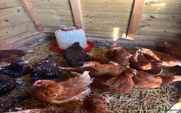 Chickens poultry for sale: Speckled Sussex and Hy-line Hybrid Pullets - Advert 2