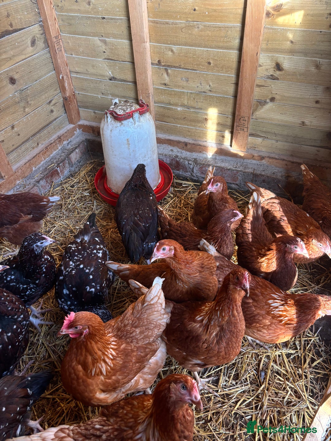 Chickens poultry for sale: Speckled Sussex and Hy-line Hybrid Pullets - Advert 2