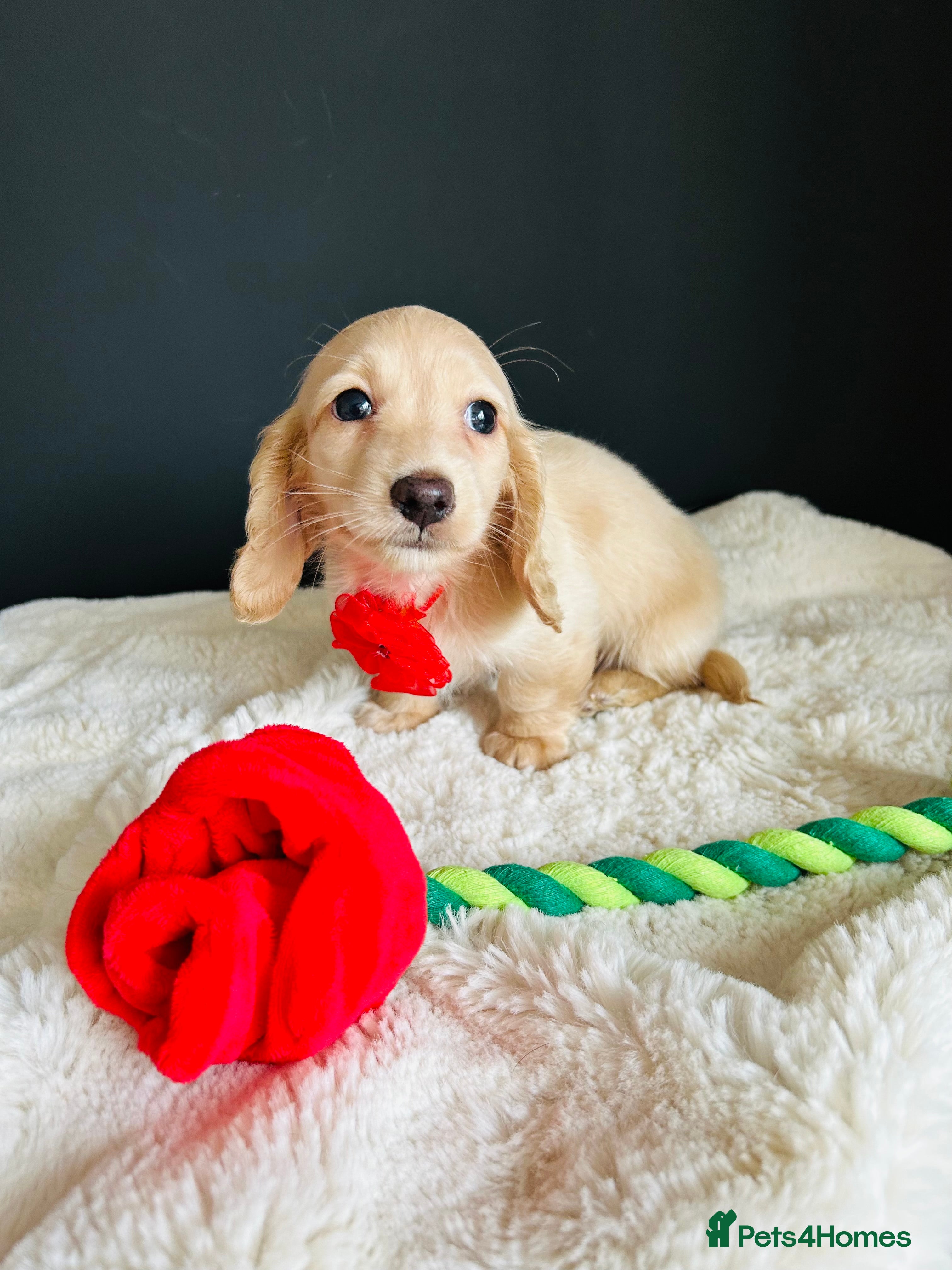 Miniature Dachshund dogs Creams-5 Star Breeder ⭐️⭐️⭐️⭐️⭐️ - Advert 3