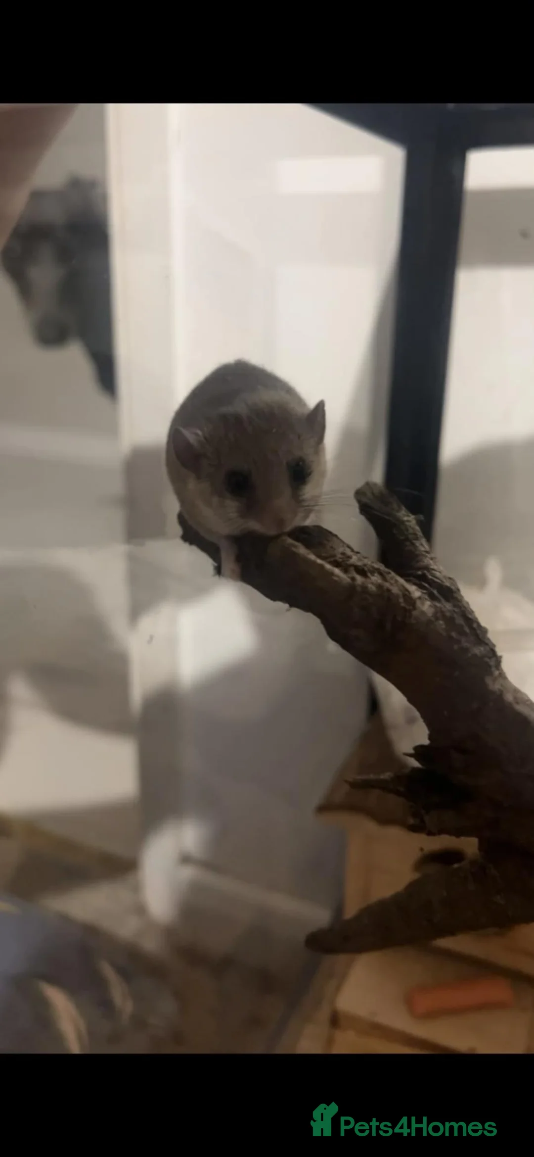 Mouse rodents for sale: African pygmy dormice in Nottingham - Advert 2