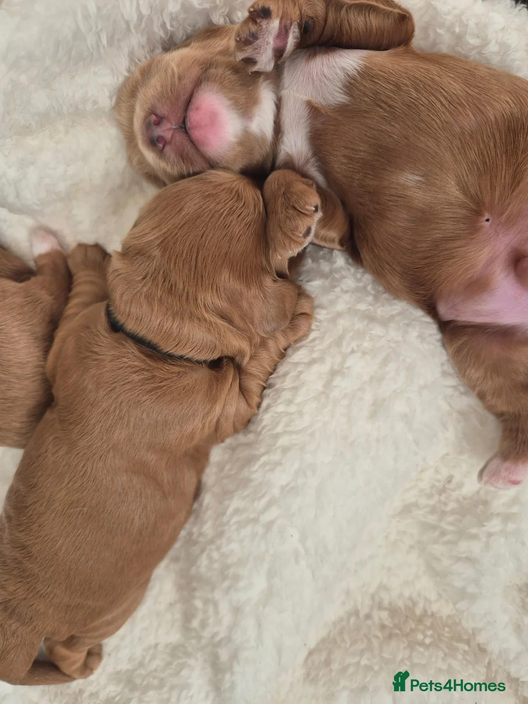 Cockapoo dogs for sale: PREGNANCY CONFIRMED - F1 COCKAPOOS - Advert 14