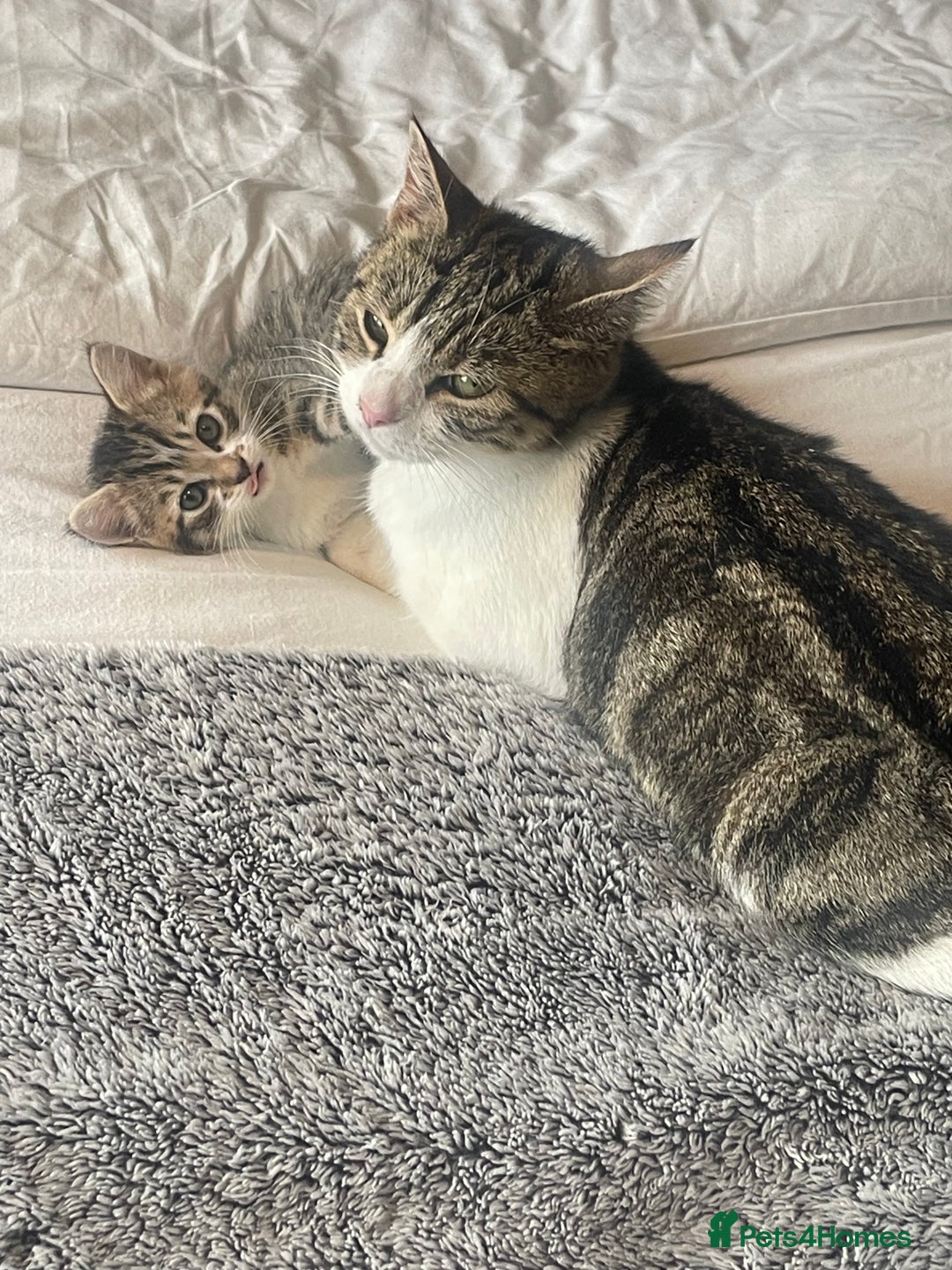 Mixed Breed cats for sale: 4 beautiful kitten - Image 8