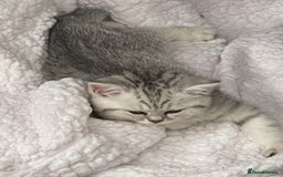 British Shorthair cats for sale: Three Precious Kittens - all 3 reserved  - Image 6