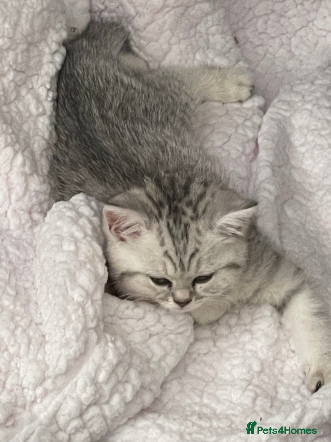 British Shorthair cats for sale: Three Precious Kittens - all 3 reserved  - Image 6