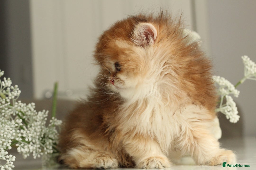 British Shorthair cats for sale: Gorgeous LH Golden Chinchilla boy - Image 3