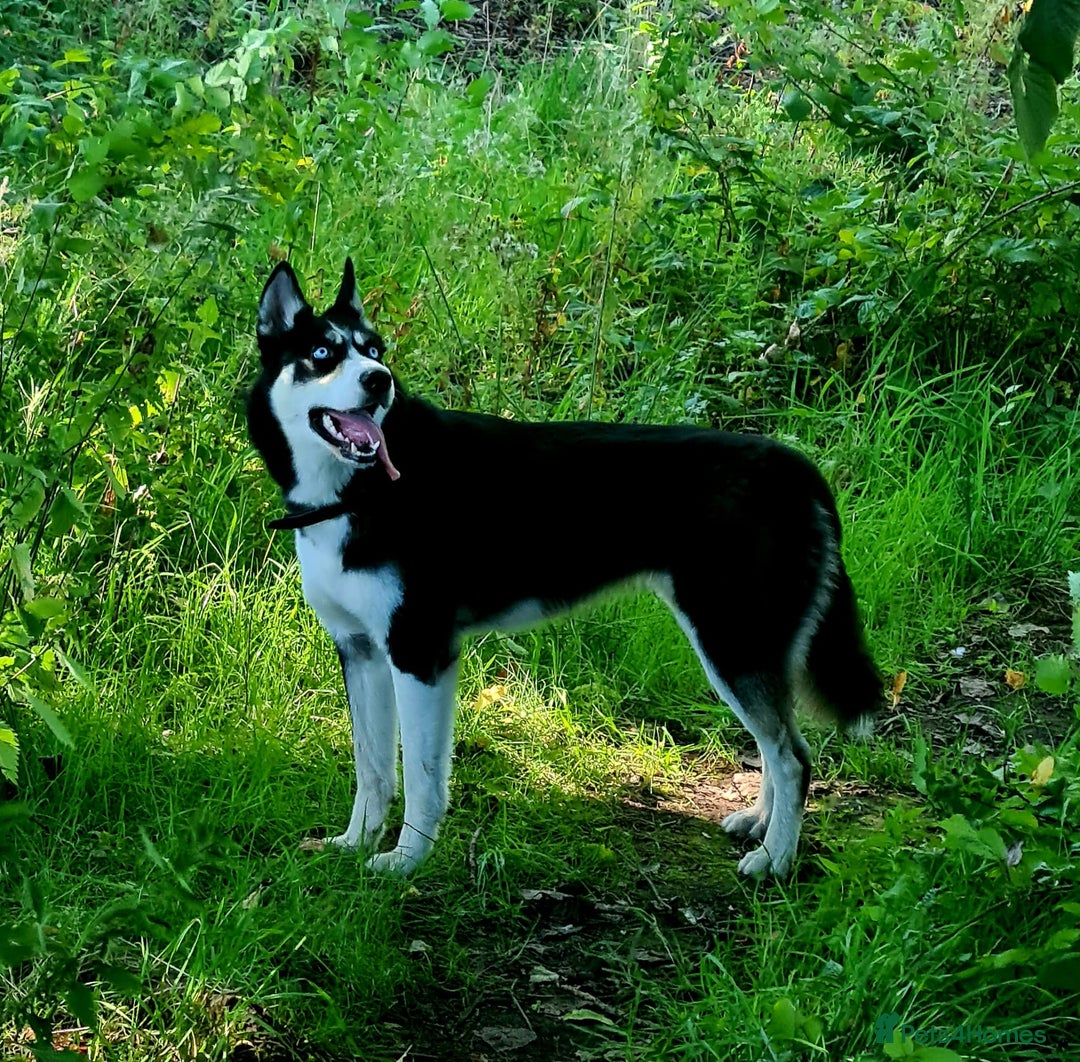Siberian Husky dogs for sale: Stunning Siberian Husky Puppies for Sale 🐾 - Advert 13