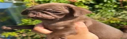 Pug dogs for sale: Beautiful chocolate PUG puppies ❤️ Ready Now ❤️ - Advert 15