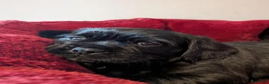 Mixed Breed 4