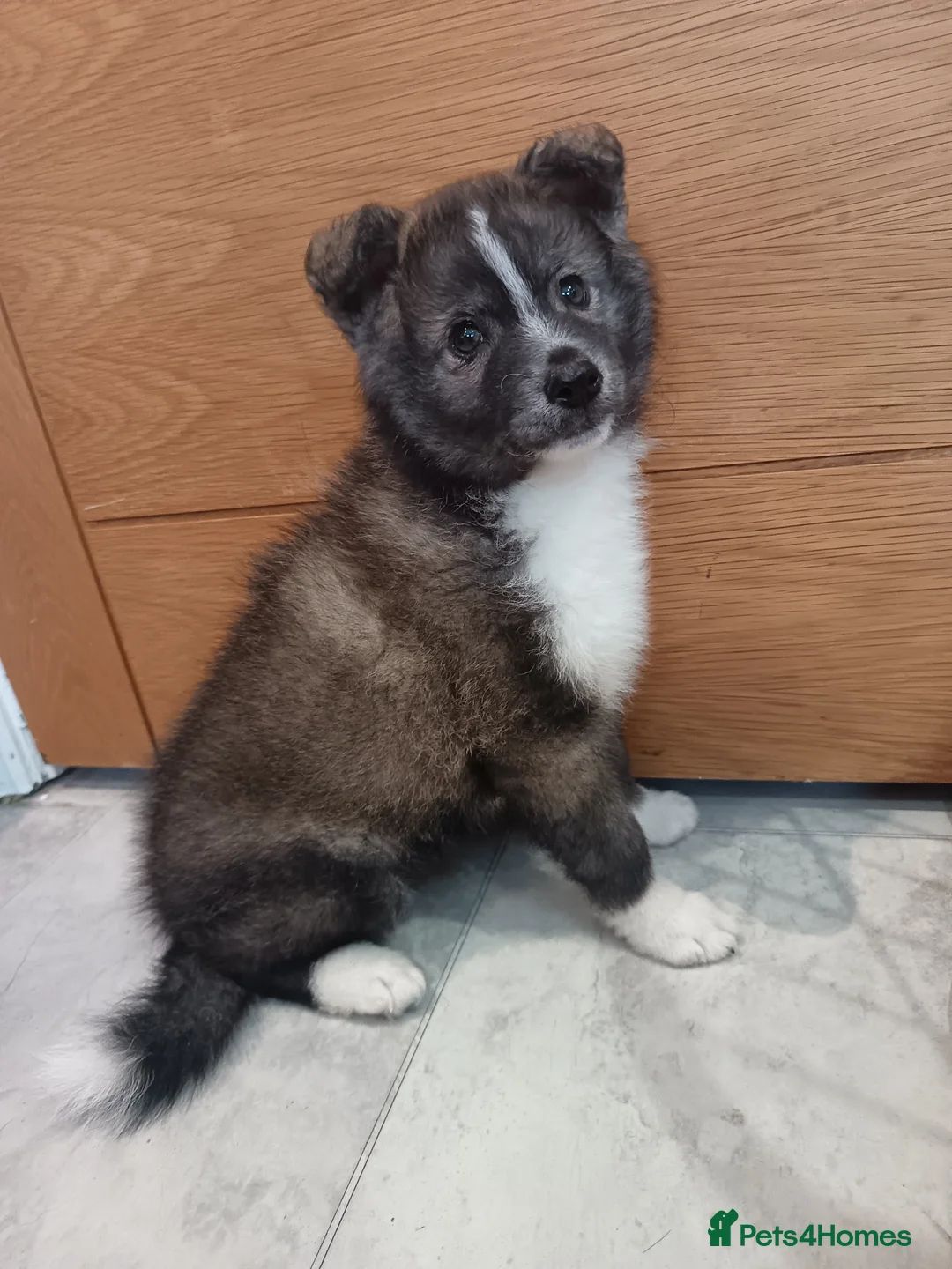 Pomsky dogs for sale: Pomsky puppy's  - Advert 13
