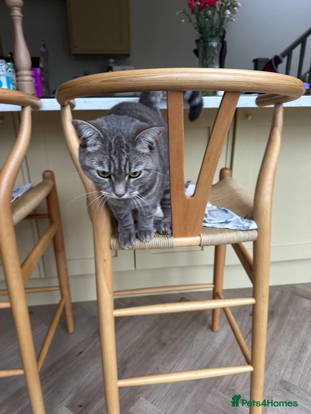 Mixed Breed cats for sale: Brothers looking for a new home in Bath - Advert 2